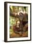 Orang-Utan Adult and Young-null-Framed Photographic Print