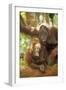 Orang-Utan Adult and Young-null-Framed Photographic Print