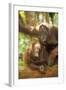 Orang-Utan Adult and Young-null-Framed Photographic Print