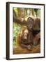 Orang-Utan Adult and Young-null-Framed Photographic Print