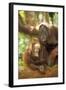 Orang-Utan Adult and Young-null-Framed Photographic Print