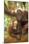 Orang-Utan Adult and Young-null-Mounted Photographic Print
