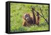 Orang-Utan Baby Animal Playing with Bush-null-Framed Stretched Canvas