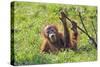 Orang-Utan Baby Animal Playing with Bush-null-Stretched Canvas