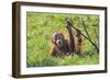 Orang-Utan Baby Animal Playing with Bush-null-Framed Photographic Print