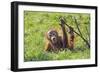 Orang-Utan Baby Animal Playing with Bush-null-Framed Photographic Print