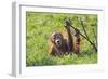 Orang-Utan Baby Animal Playing with Bush-null-Framed Photographic Print