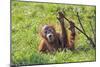 Orang-Utan Baby Animal Playing with Bush-null-Mounted Photographic Print