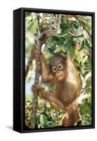 Orang-Utan Baby, Hanging Off Tree-null-Framed Stretched Canvas