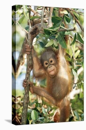 Orang-Utan Baby, Hanging Off Tree-null-Stretched Canvas