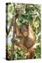 Orang-Utan Baby, Hanging Off Tree-null-Stretched Canvas