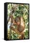 Orang-Utan Baby, Hanging Off Tree-null-Framed Stretched Canvas