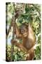 Orang-Utan Baby, Hanging Off Tree-null-Stretched Canvas