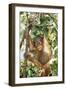 Orang-Utan Baby, Hanging Off Tree-null-Framed Premium Photographic Print