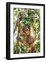 Orang-Utan Baby, Hanging Off Tree-null-Framed Premium Photographic Print