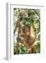 Orang-Utan Baby, Hanging Off Tree-null-Framed Premium Photographic Print