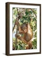 Orang-Utan Baby, Hanging Off Tree-null-Framed Photographic Print