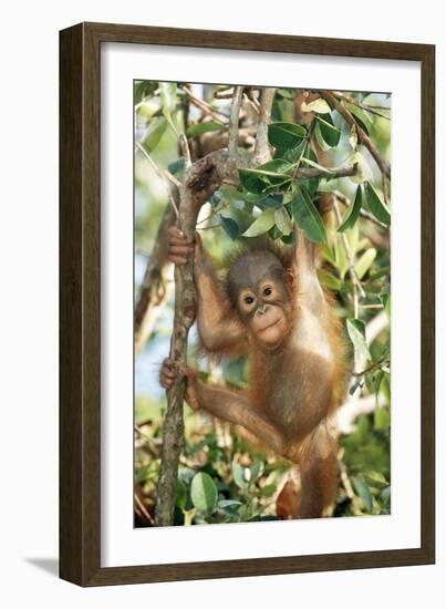 Orang-Utan Baby, Hanging Off Tree-null-Framed Photographic Print