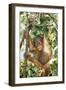 Orang-Utan Baby, Hanging Off Tree-null-Framed Photographic Print