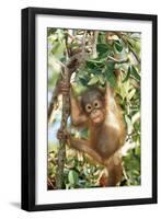 Orang-Utan Baby, Hanging Off Tree-null-Framed Photographic Print