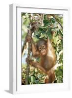 Orang-Utan Baby, Hanging Off Tree-null-Framed Photographic Print