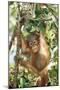 Orang-Utan Baby, Hanging Off Tree-null-Mounted Photographic Print