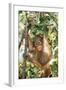 Orang-Utan Baby, Hanging Off Tree-null-Framed Photographic Print