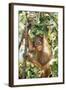 Orang-Utan Baby, Hanging Off Tree-null-Framed Photographic Print