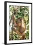 Orang-Utan Baby, Hanging Off Tree-null-Framed Photographic Print