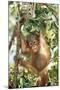 Orang-Utan Baby, Hanging Off Tree-null-Mounted Photographic Print