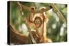 Orang-Utan Baby Swinging from Branch-null-Stretched Canvas