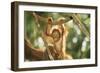 Orang-Utan Baby Swinging from Branch-null-Framed Photographic Print
