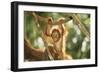 Orang-Utan Baby Swinging from Branch-null-Framed Photographic Print