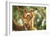 Orang-Utan Baby Swinging from Branch-null-Framed Photographic Print