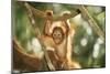 Orang-Utan Baby Swinging from Branch-null-Mounted Photographic Print