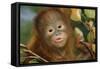 Orang-Utan Close-Up Funny Face-null-Framed Stretched Canvas