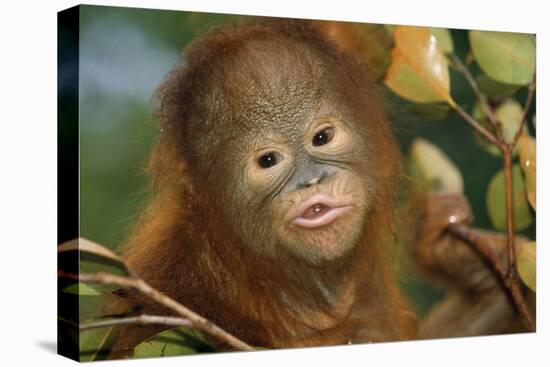 Orang-Utan Close-Up Funny Face-null-Stretched Canvas