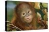 Orang-Utan Close-Up Funny Face-null-Stretched Canvas