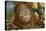 Orang-Utan Close-Up Funny Face-null-Stretched Canvas