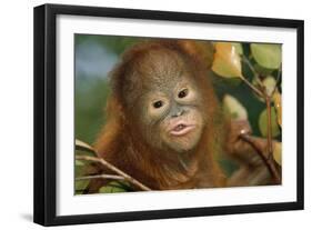 Orang-Utan Close-Up Funny Face-null-Framed Photographic Print