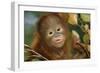 Orang-Utan Close-Up Funny Face-null-Framed Photographic Print