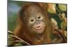 Orang-Utan Close-Up Funny Face-null-Mounted Photographic Print