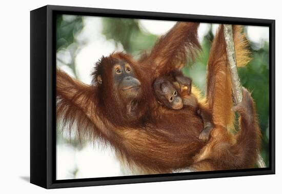 Orang-Utan Female and Infant-null-Framed Stretched Canvas