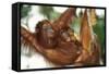 Orang-Utan Female and Infant-null-Framed Stretched Canvas