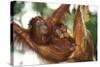 Orang-Utan Female and Infant-null-Stretched Canvas