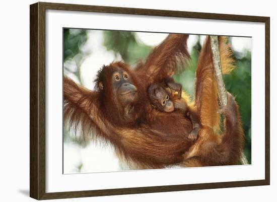 Orang-Utan Female and Infant-null-Framed Photographic Print