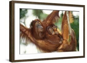 Orang-Utan Female and Infant-null-Framed Photographic Print