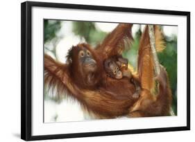 Orang-Utan Female and Infant-null-Framed Photographic Print