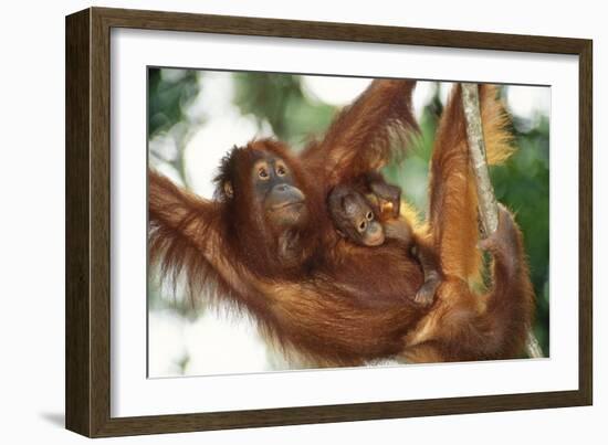 Orang-Utan Female and Infant-null-Framed Photographic Print