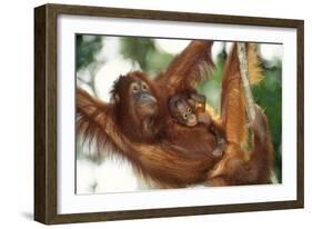 Orang-Utan Female and Infant-null-Framed Photographic Print